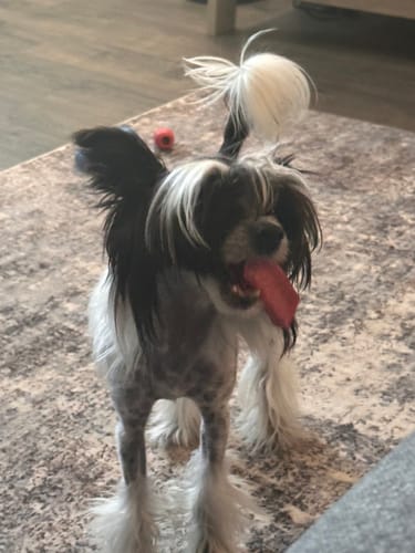 Customer photo review of STRAWBERRY YAK CHEWS