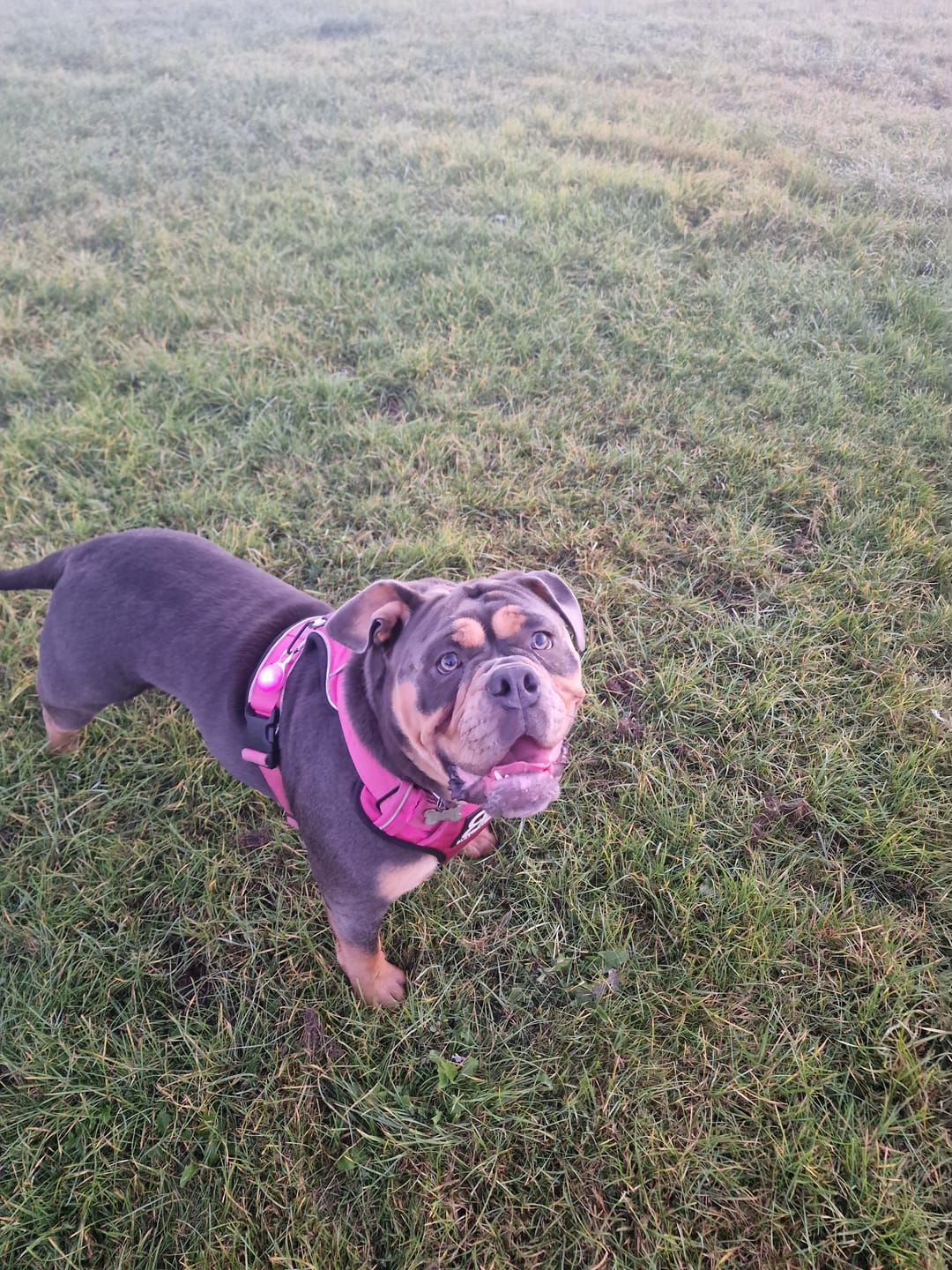 Customer photo review of 4cm Combat® Collar | Rated Clip - NO HANDLE - Magenta v2.0