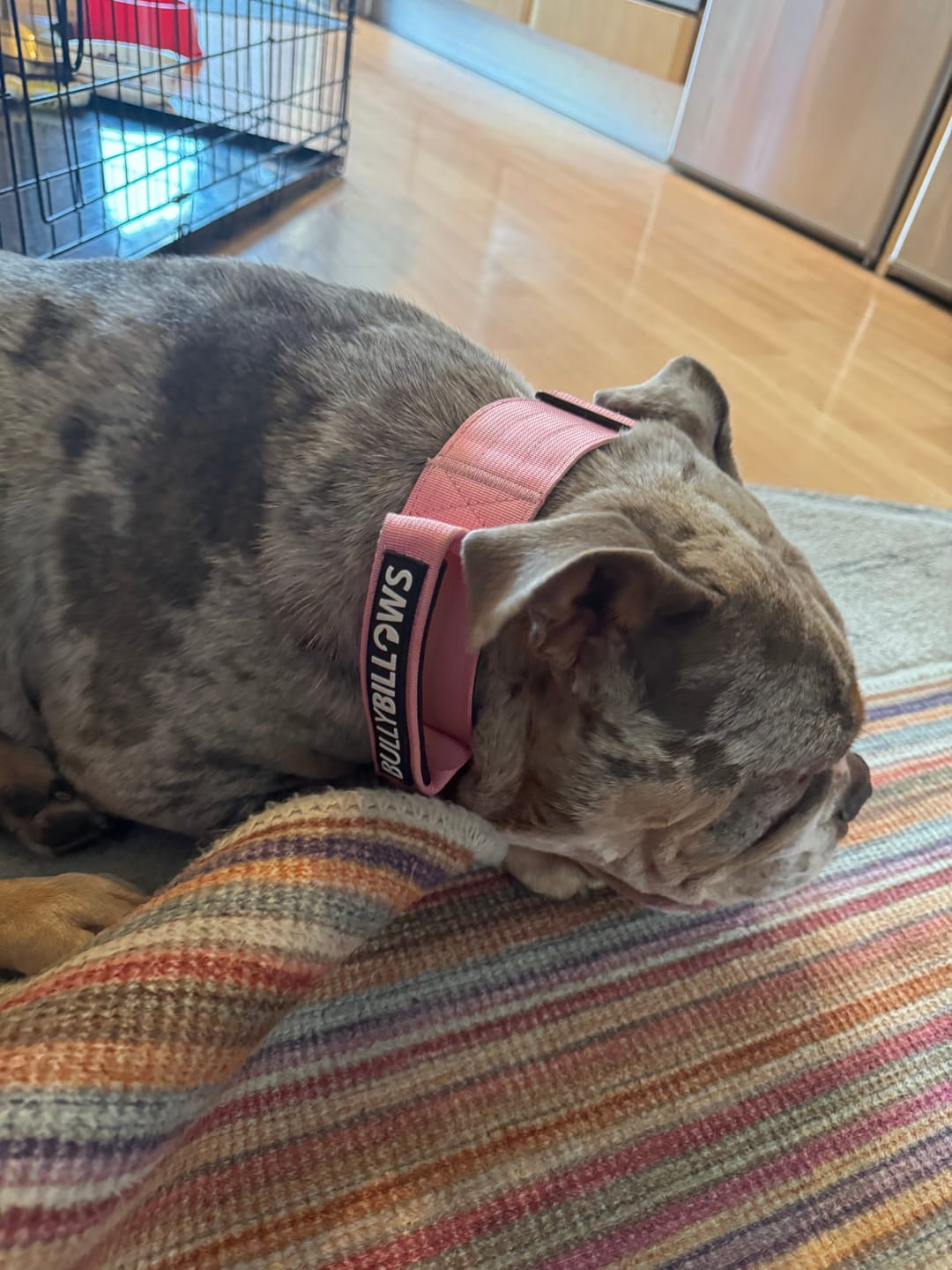 Customer photo review of 5cm Combat® Collar | With Handle & Rated Clip - Pink v2.0