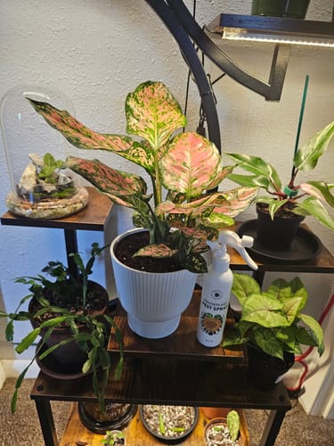 Customer photo review of Houseplant Pest Spray