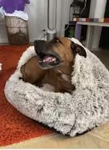 Customer photo review of Snuggle Haven Deluxe Pet Bed