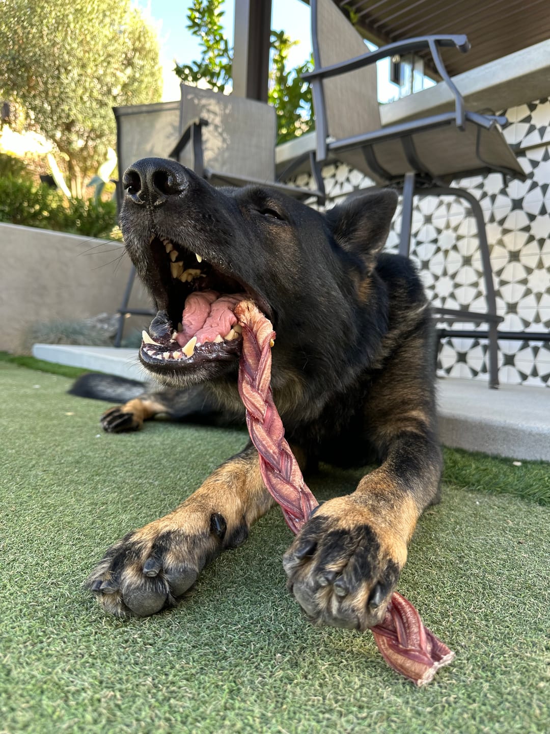 Customer photo review of 12 Inch Standard Braided Bully Stick