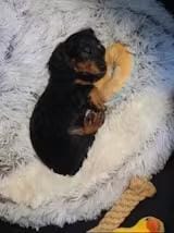 Customer photo review of Snuggle Haven Deluxe Pet Bed