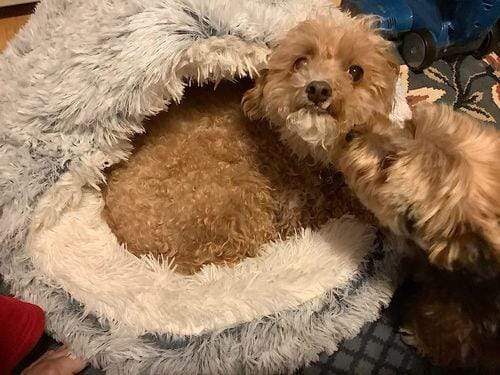 Customer photo review of Snuggle Haven Deluxe Pet Bed
