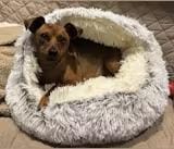 Customer photo review of Snuggle Haven Deluxe Pet Bed