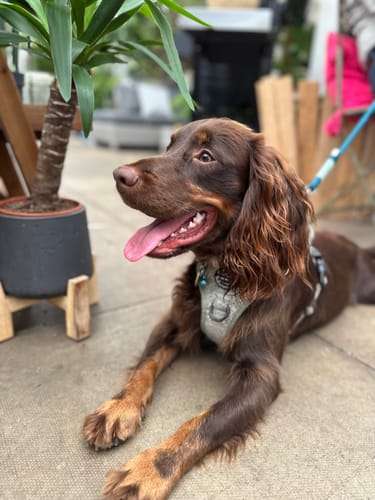 Customer photo review of 4ft Rope Lead - Emerald and Mint