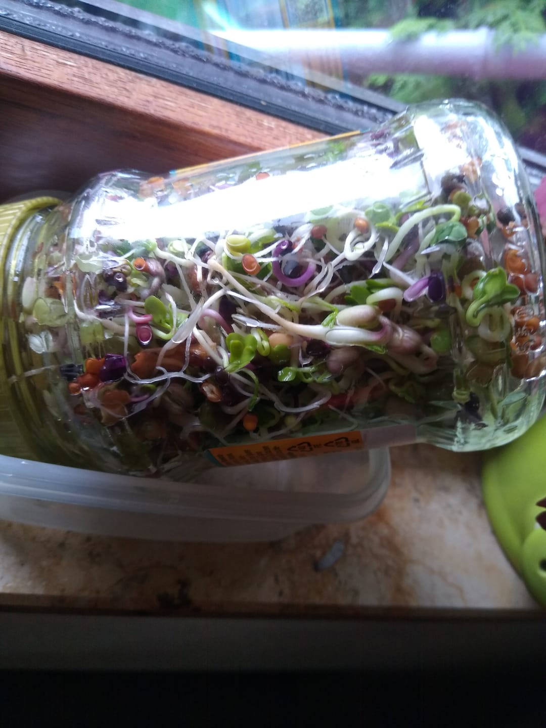 Customer photo review of Sprossenmix "Salat"