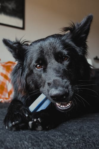 Customer photo review of BLUEBERRY YAK CHEWS