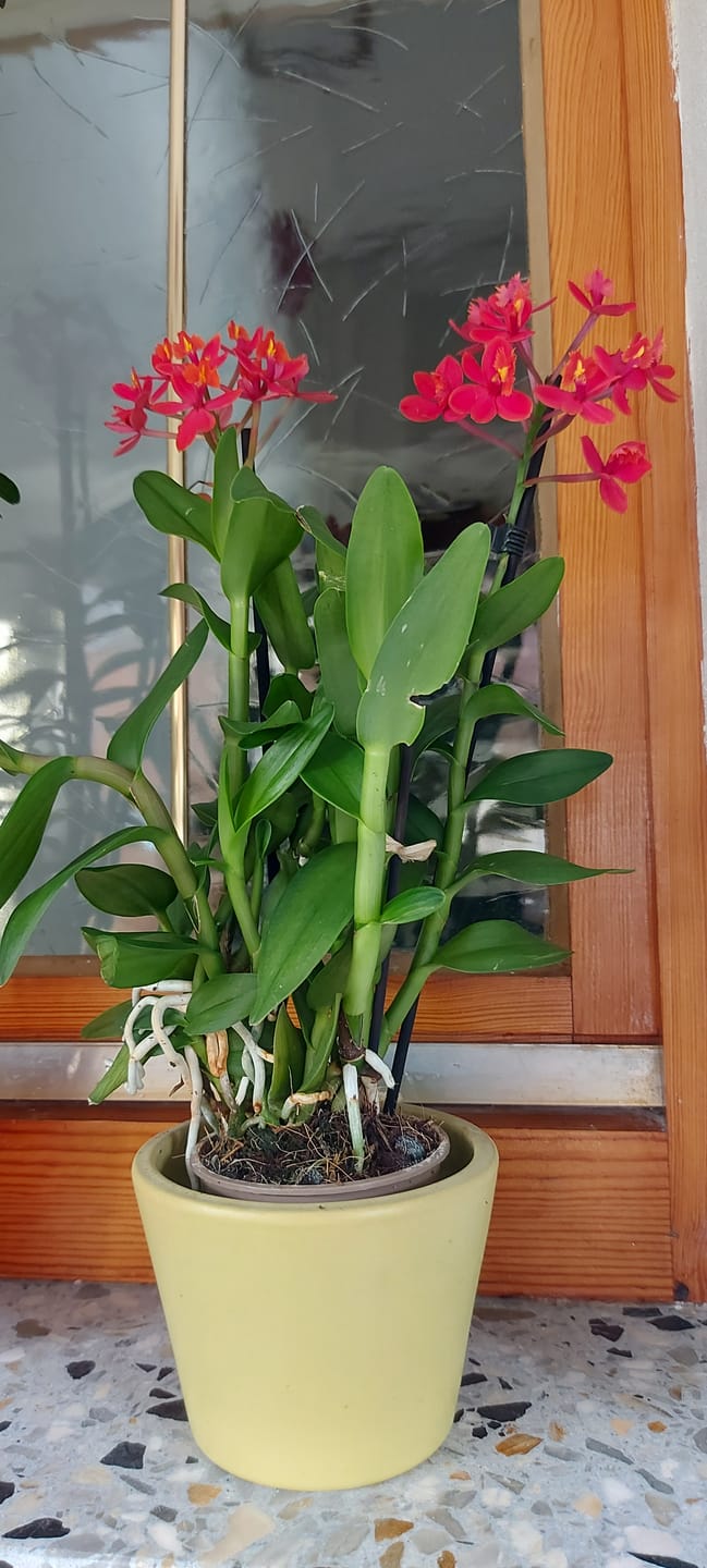 Customer photo review of Epidendrum Nordic Fire Dauerblüher mit orange-roter Blüte und 2+ Stielen