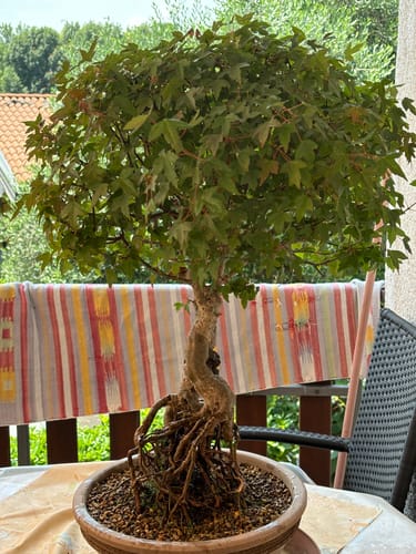 Customer photo review of BIO DOPED X2 PACK