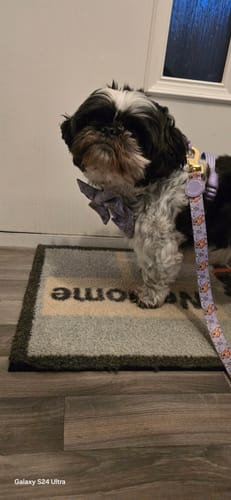 Customer photo review of Disney© Collar - Bambi + Friends Lilac