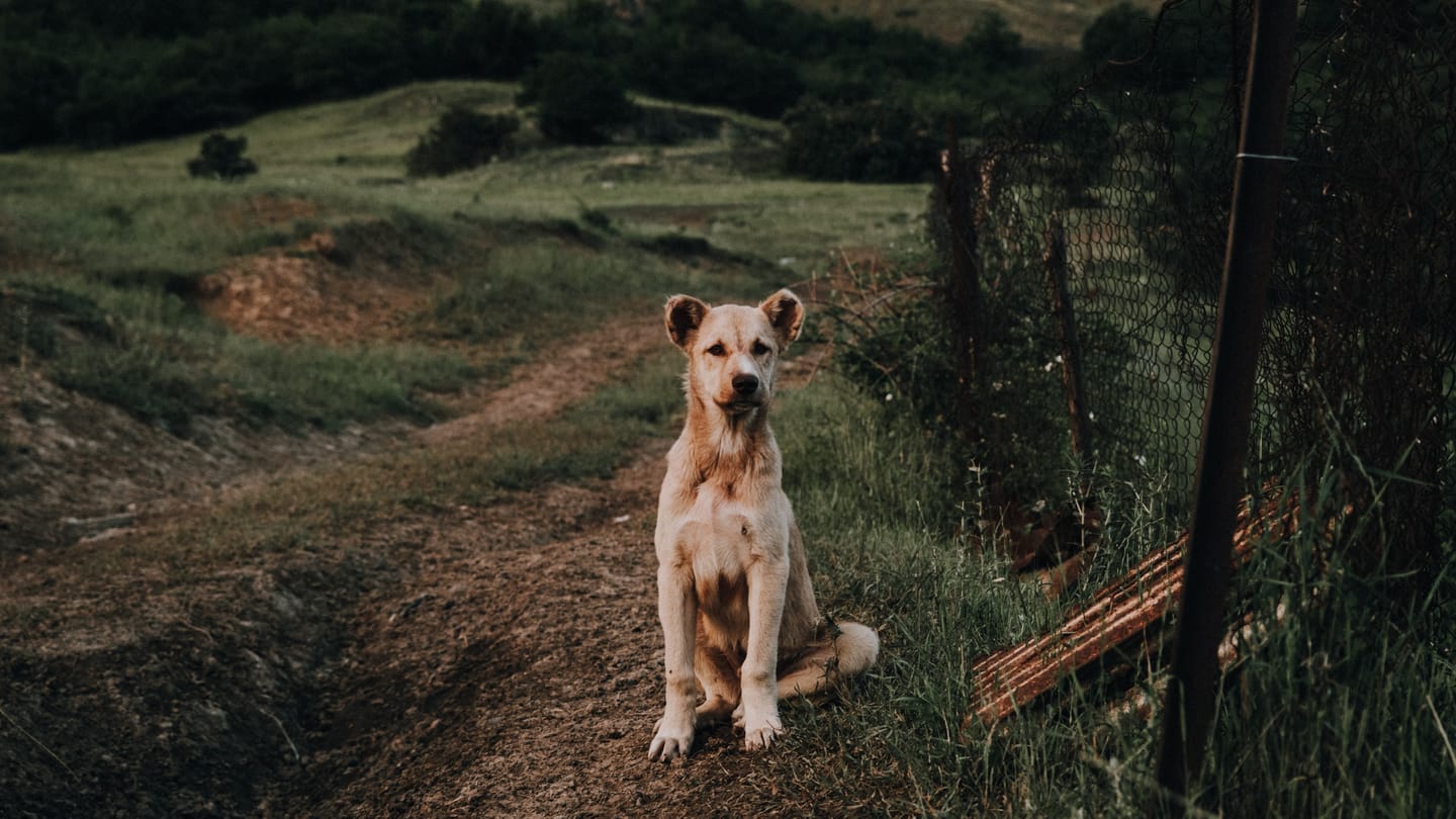 Customer photo review of CINEMATIC BUNDLE (180+ PRESETS)