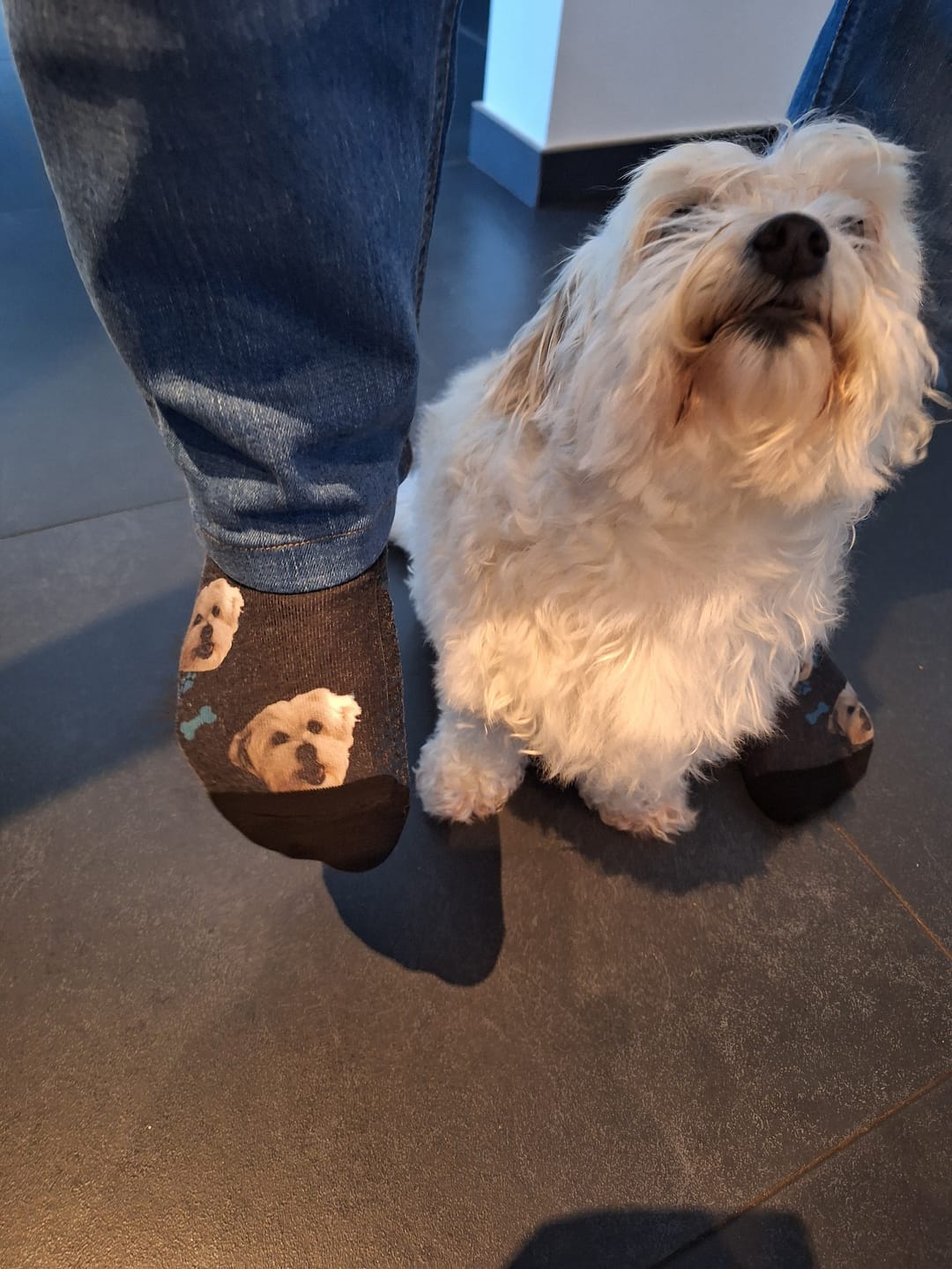 Customer photo review of FaceSock | Custom Dog Socks With Photo