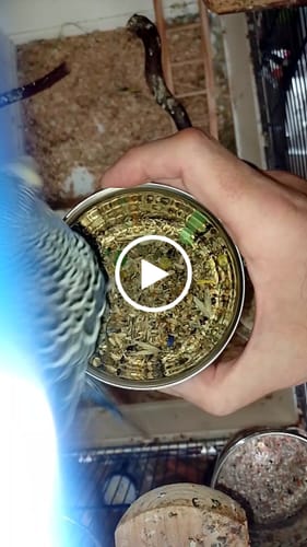 Customer video review of Hirseliebe