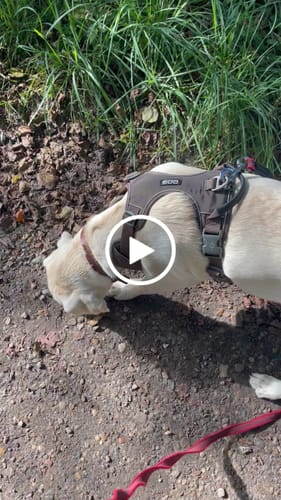 Customer video review of Dog Copenhagen Comfort Walk Pro™ hundesele Mocca