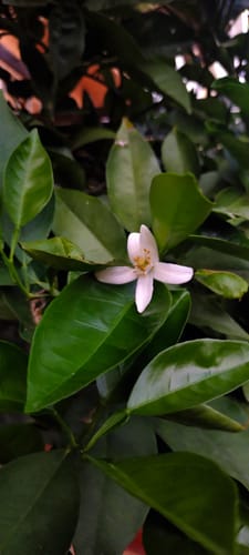 Customer photo review of FERTIBONO Abono Citricos Premium para Limonero y Naranjos, 20-5-10 con Hierro, Calcio, Mat. Orgánica, Azufre, Magnesio y Manganeso - Evita Amarillo en Hojas, Fortalece Raíces y Mejora Frutos (7Kg)