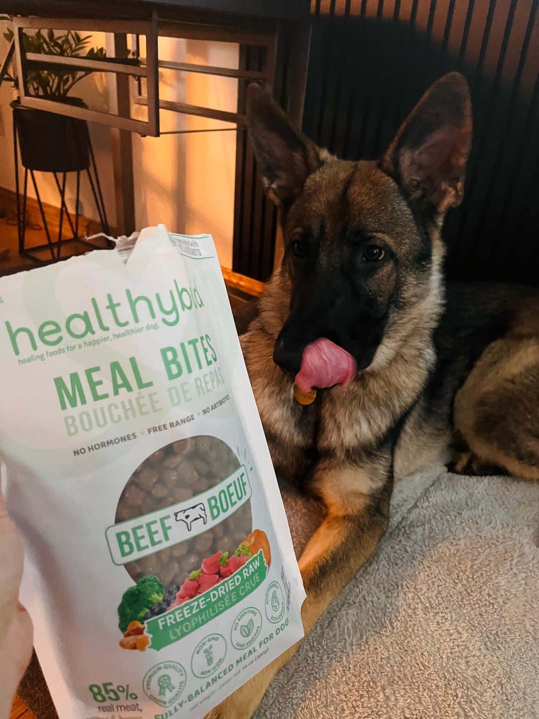 Customer photo review of Beef Meal Bites