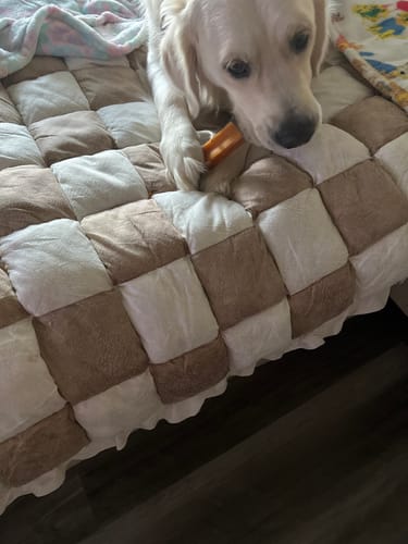 Customer photo review of PUMPKIN YAK CHEWS