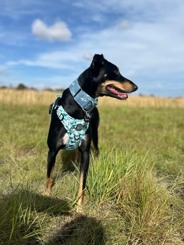 Customer photo review of Tough Trails™ Harness - Dinky Dino