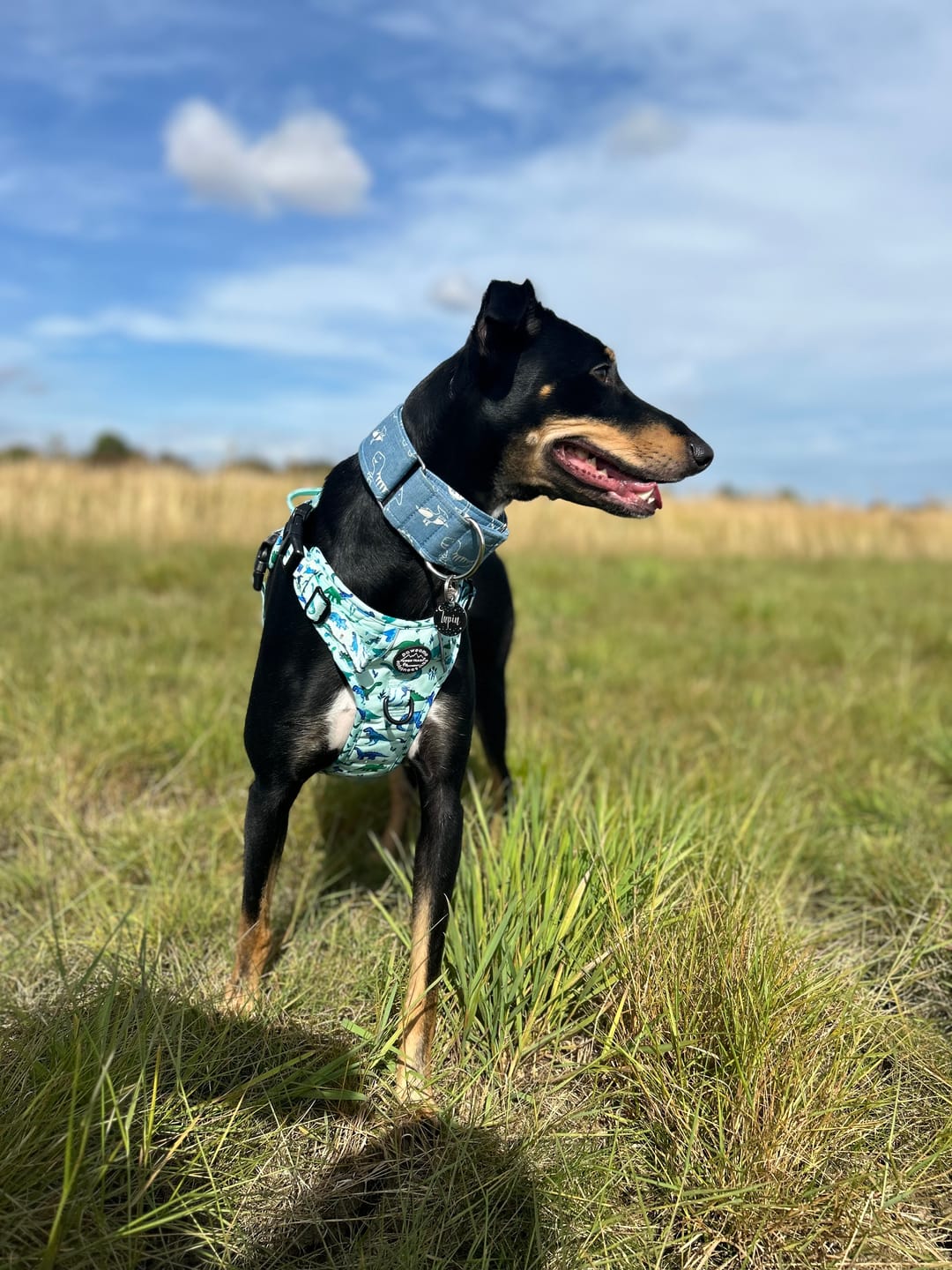 Customer photo review of Tough Trails™ Harness - Dinky Dino
