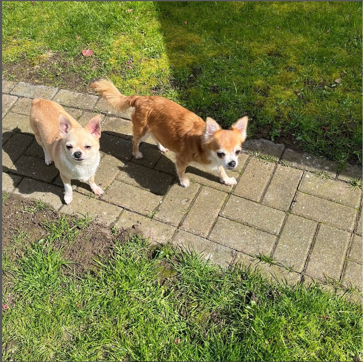 Customer photo review of Gut Morning I Probióticos para Perro y Gato. Mejora la Digestión