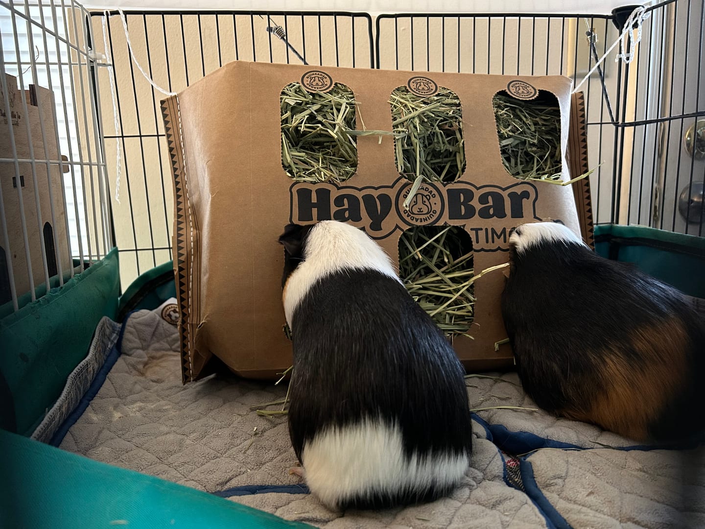 Customer photo review of Timothy Hay Bar for Guinea Pigs (5 Pack)