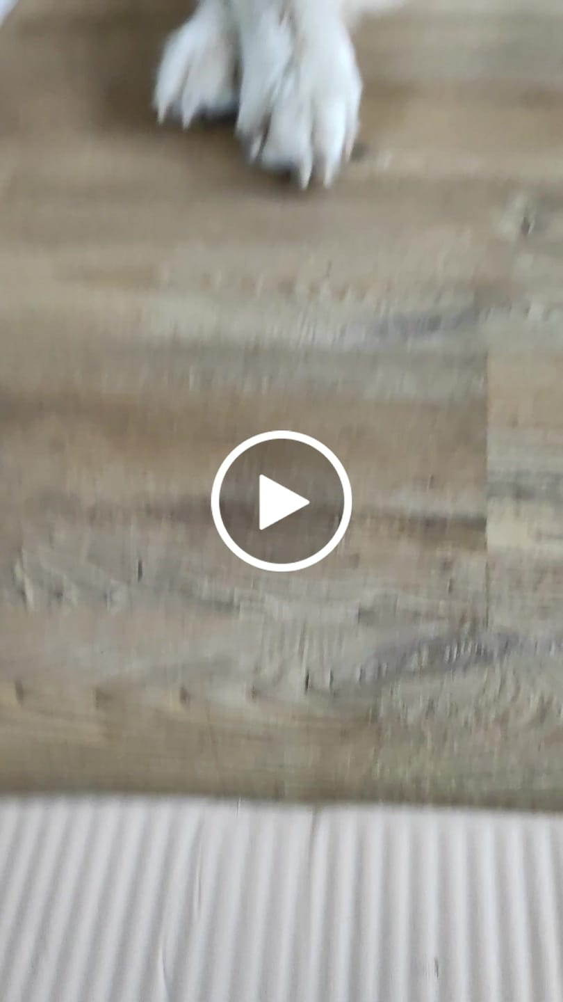 Customer video review of Allergietest Basic Hund