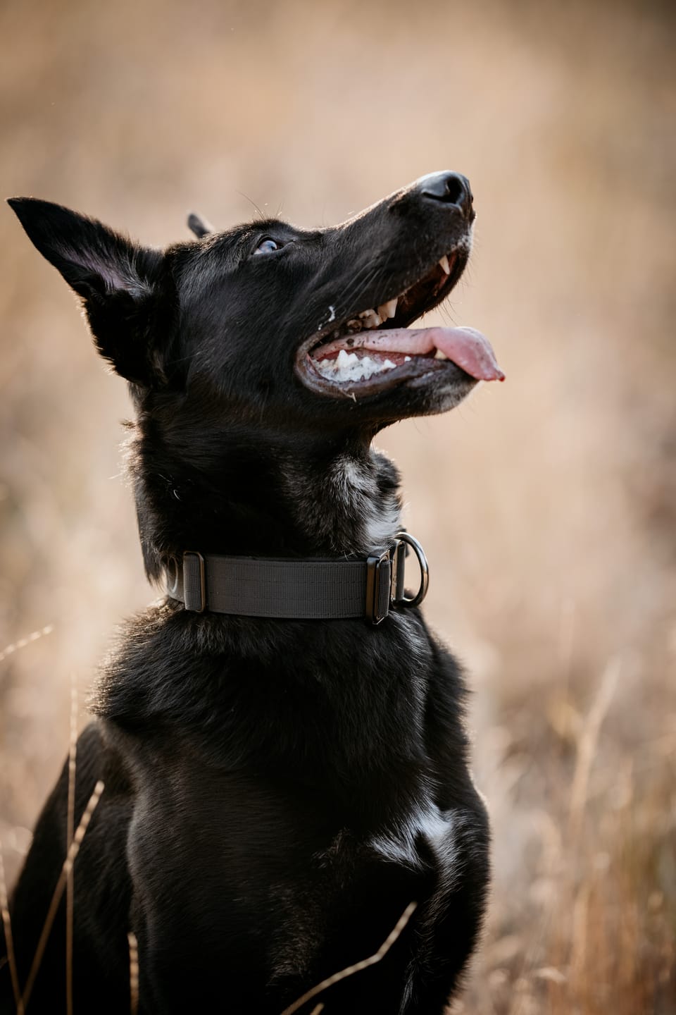 Customer photo review of 1.5" Tacti Slim Dog Collar- Black