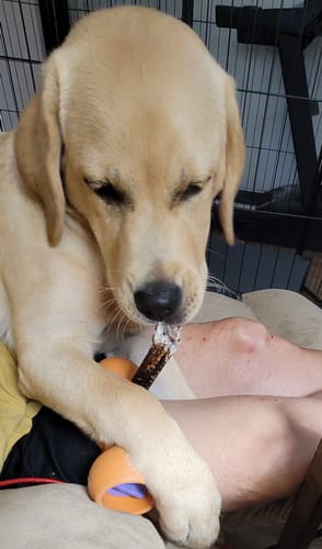 Customer photo review of 12-INCH BEEF COLLAGEN STICKS