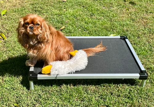 Customer photo review of PaWz Pet Trampoline Aluminium Frame Dog Bed