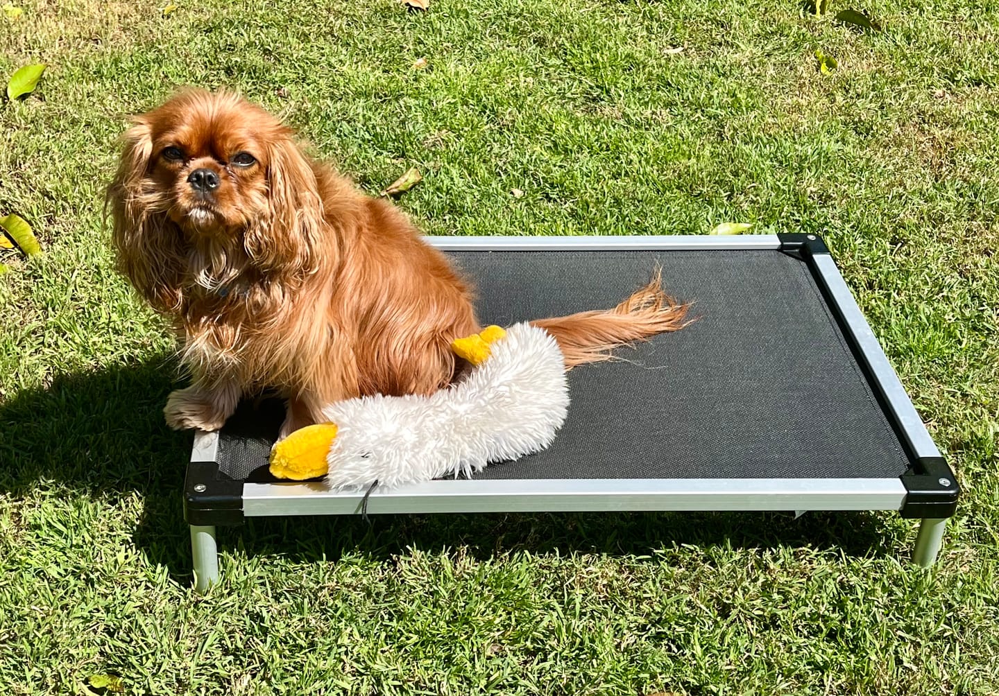 Customer photo review of PaWz Pet Trampoline Aluminium Frame Dog Bed