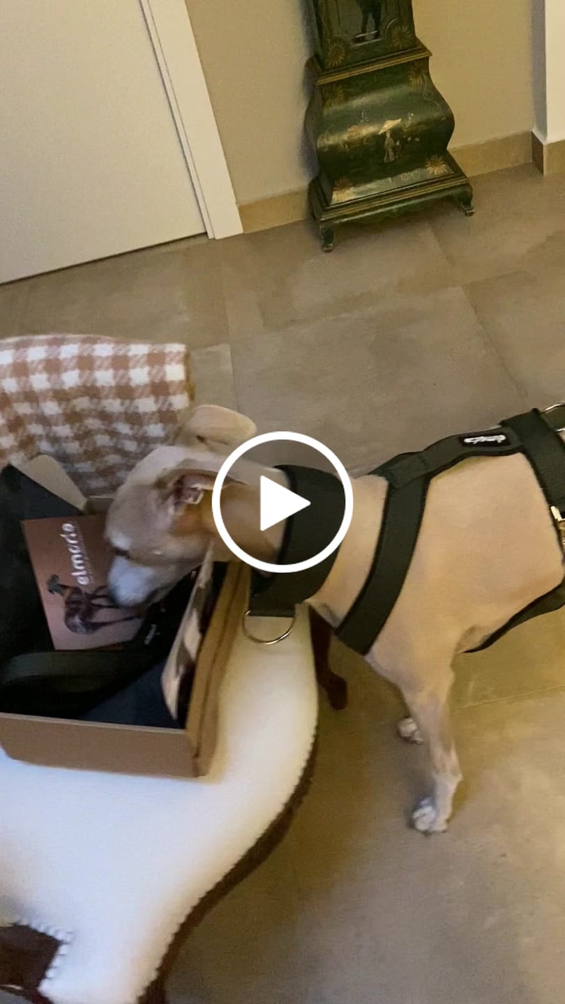 Customer video review of Hundegeschirr PRO "Mountain Green"