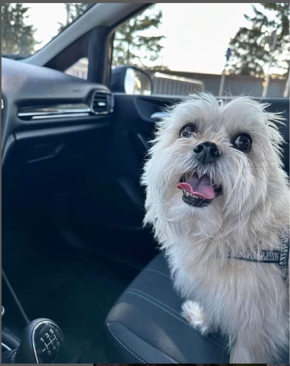Customer photo review of Omegapet I Aceite de Sardina con Omega 3 para Perro y Gato. Contiene DHA y EPA