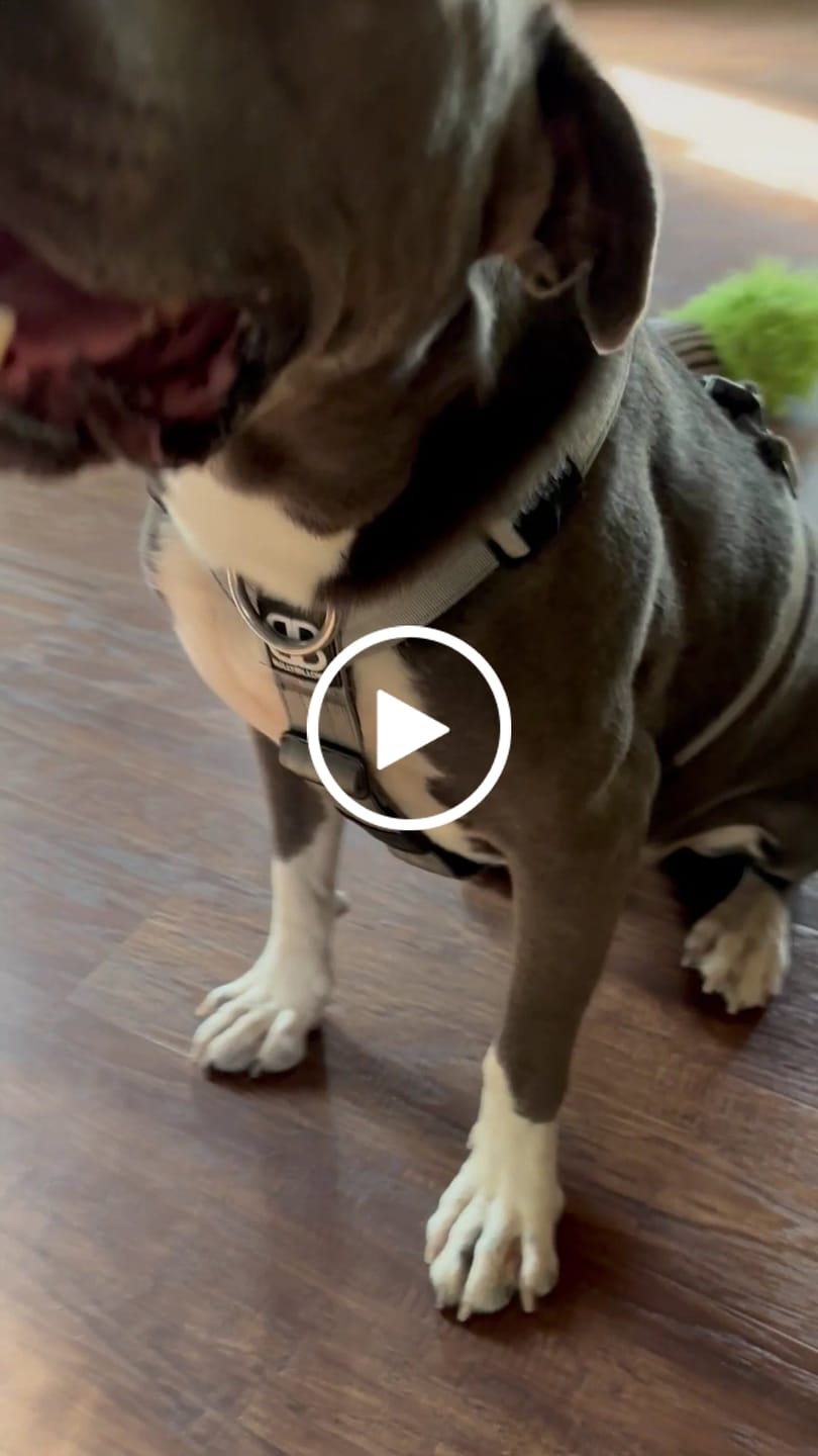 Customer video review of Training No Pull TRI-Harness® | M-XL Breeds - Metal Grey