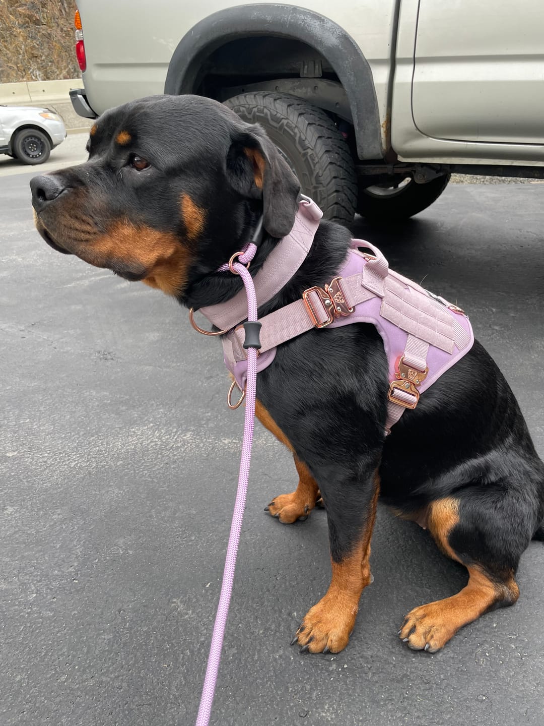 Customer photo review of HNTR 3.0 Dog Harness - Sofia