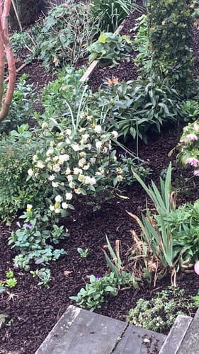 Customer photo review of Custom Landscapes