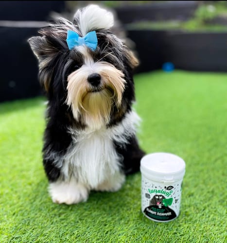 Customer photo review of Hand-harvested Irish Seaweed Plaque Remover for Dogs & Cats (200g)