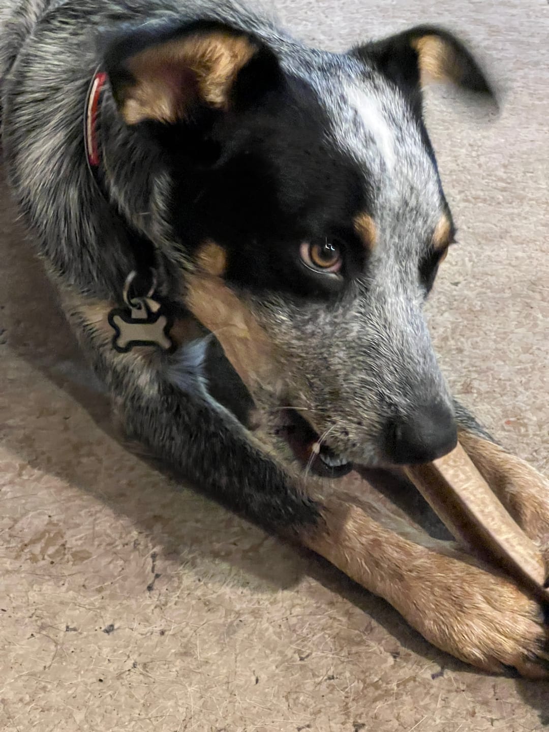 Customer photo review of Large Elk Chew