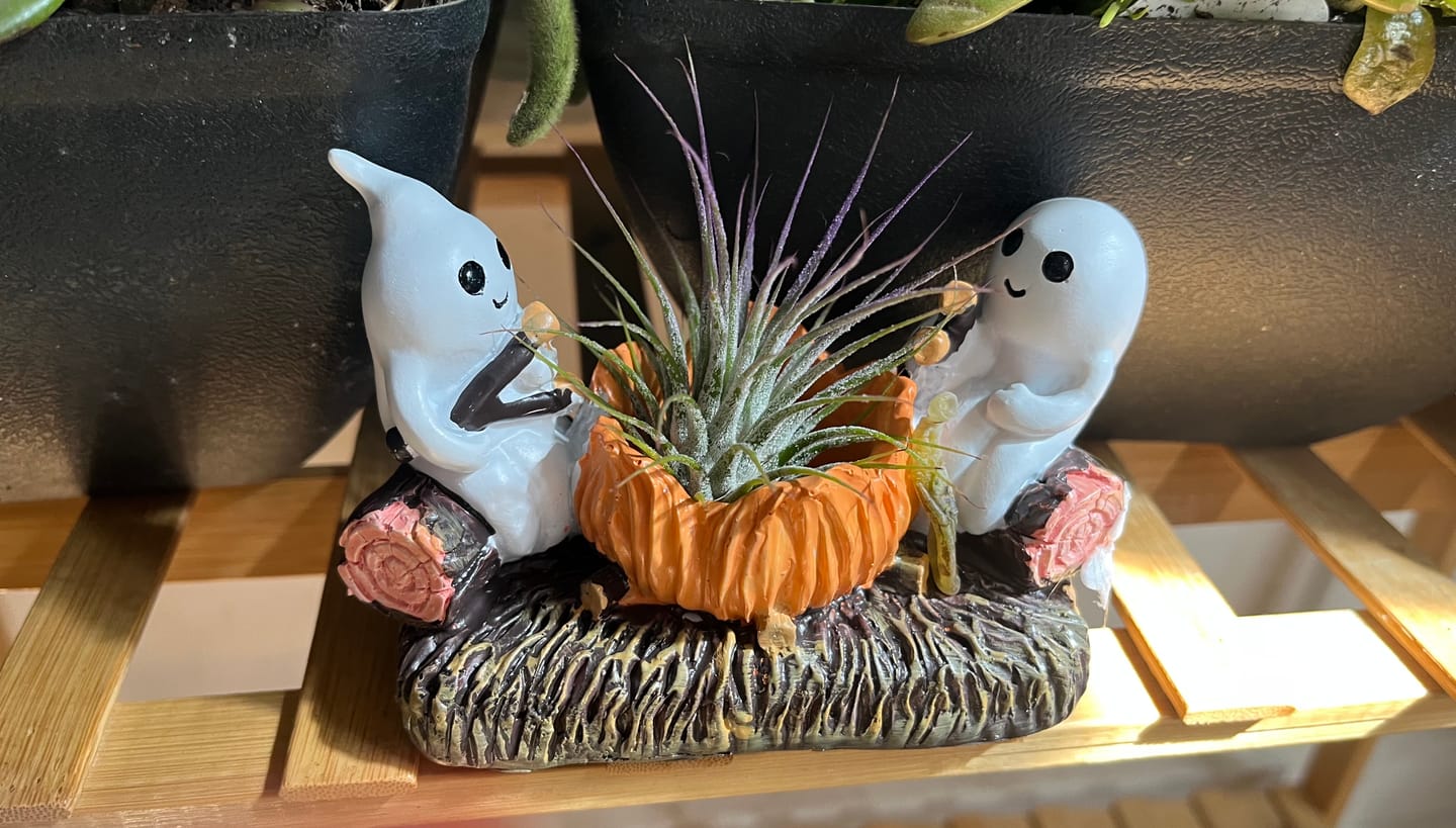 Customer photo review of Wholesale Ionantha Lavender (Minimum Order 5)