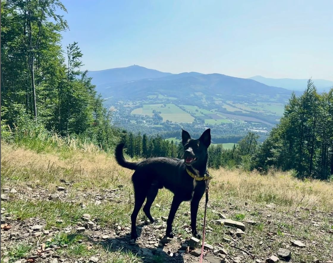 Customer photo review of Happy Flex I  Anti Inflamatorio Para Perros y Gatos. Articulaciones, huesos y cadera
