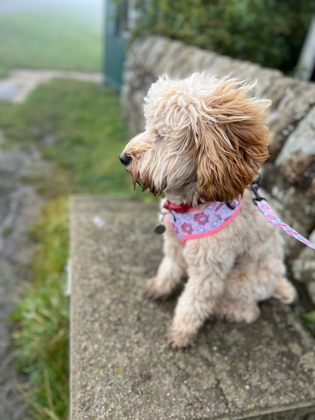 Customer photo review of Adjustable Dog Harness - Pigasus