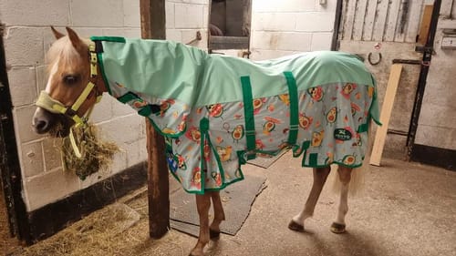 Customer photo review of Happy Avo Fly Rug