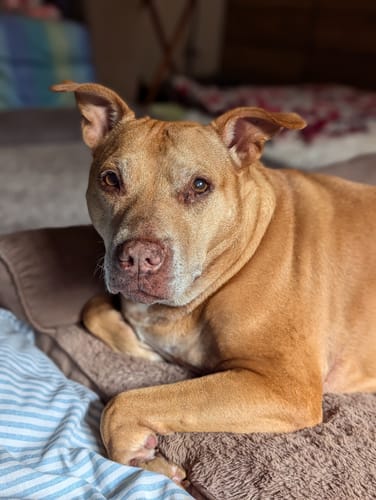 Customer photo review of 6" Gullet Sticks For Dogs