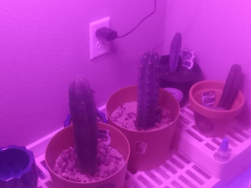 Customer photo review of Peruvian Torch Cactus | Trichocereus peruvianus | Echinopsis peruviana