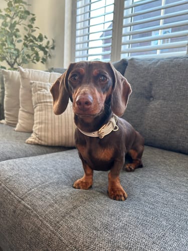 Customer photo review of Marshmallow┃Studio Collar