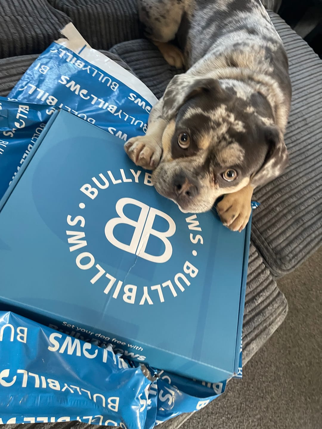 Customer photo review of Training No Pull TRI-Harness® | M-XL Breeds - Light Blue