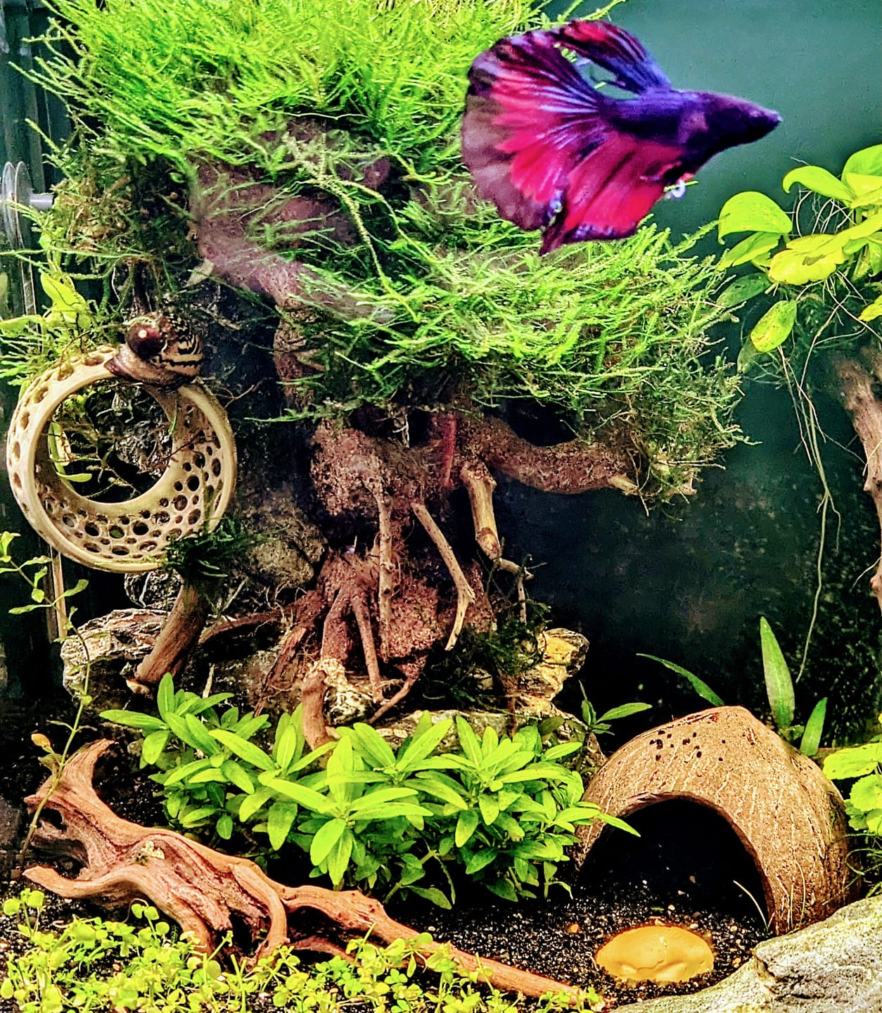 Customer photo review of Red Copper Halfmoon Male Betta Fish
