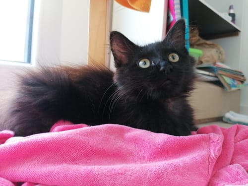 Avis photo d'un client sur Coffret Découverte Chaton - 1kg Croquettes + 8 Pâtées + 3 probiotiques