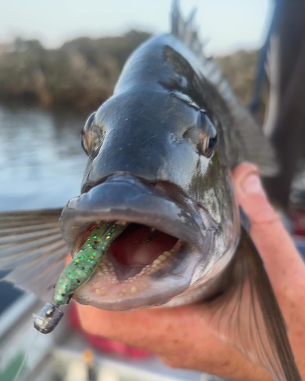 Customer photo review of 2.25 INCH (GUPPIE)