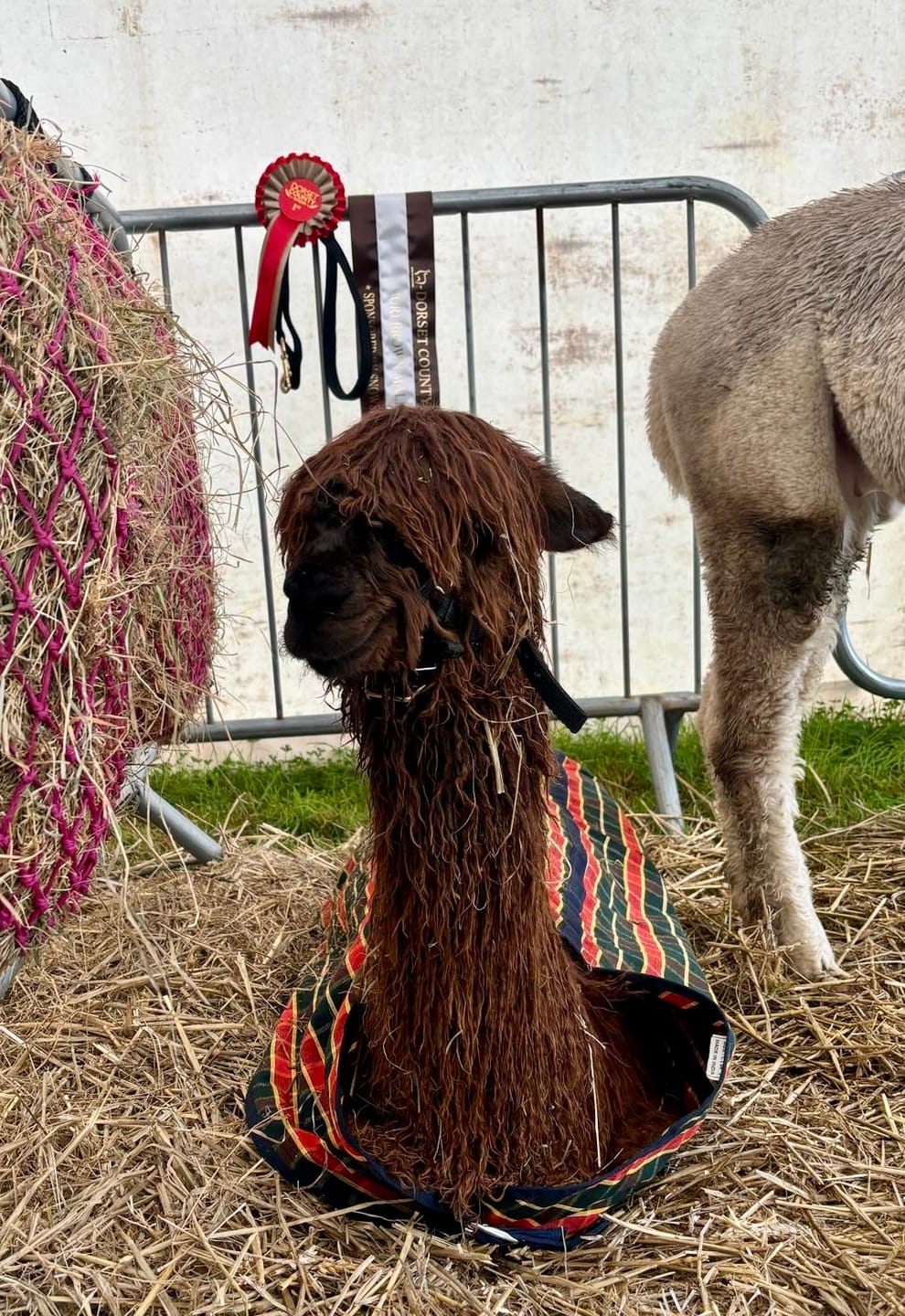 Customer photo review of Travel & Show Sheep Coat